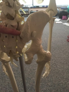 Back of Pelvis Showing SI joint, low back and hip